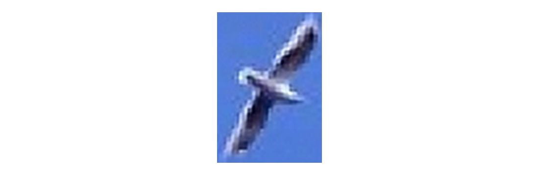 USA Washington San Juan Islands Seagull Canvas Art - Panoramic Images (18 x 6)