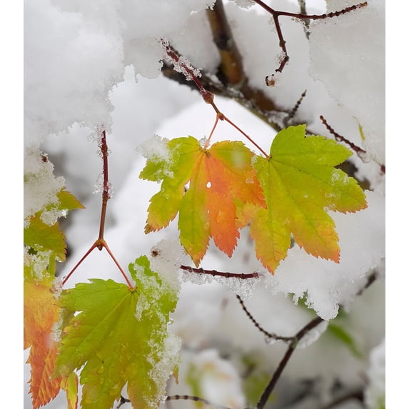 USA-Washington State Central Cascades-Fresh snow with autumn colored maple leaves Poster Print - Jamie and Wild (12 x 13)