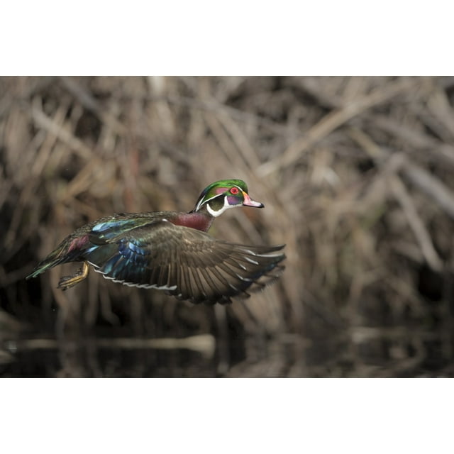 USA, Washington State. Male Wood Duck (Aix sponsa) flying from Union Bay in Seattle. Poster Print by Gary Luhm (18 x 24)