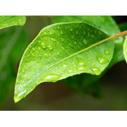 USA-Washington State Raindrops on Rhododendron leaves Poster Print - Jamie and Wild (36 x 24)