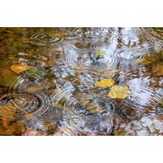 USA- Washington State- Seabeck. Autumn raindrops on water. Poster Print - Gallery Jaynes (36 x 24)