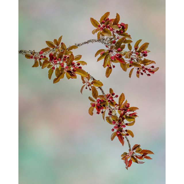 Usa-washington State-seabeck Crabapple Branches In Spring Poster Print 