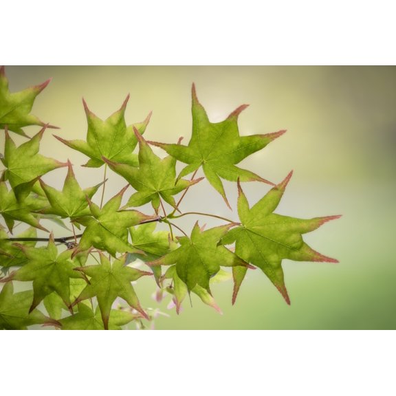 USA, Washington State, Seabeck. Japanese maple tree branch close-up.  Poster Print by Jaynes Gallery (24 x 36)
