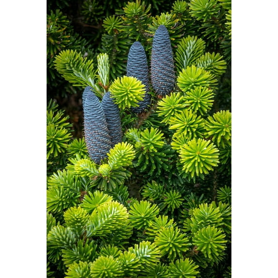 USA, Washington State, Seabeck Korean spruce tree with cones Credit as: Don Paulson / Jaynes Gallery Poster Print by Jaynes Gallery (24 x 36) # US48BJY1216