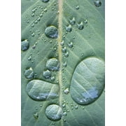 USA-Washington State-Seabeck Raindrops on madrone tree leaf Poster Print - Jaynes Gallery (24 x 36)