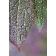 USA-Washington State-Seabeck Raindrops on peony leaves Poster Print - Jaynes Gallery (24 x 36)