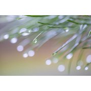 USA-Washington State-Seabeck Raindrops on pine needles Poster Print - Jaynes Gallery (24 x 18)