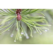 USA-Washington State-Seabeck Raindrops on pine needles Poster Print - Jaynes Gallery (36 x 24)