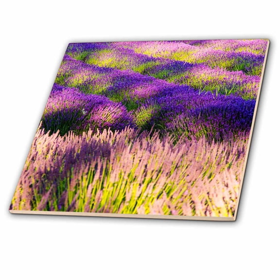3dRose, USA, Washington State, Sequim, Lavender Field in full boom, 12 Inch Ceramic Tile
