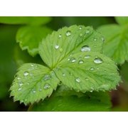 USA-Washington State Strawberry leaves with raindrops Poster Print - Jamie and Wild (24 x 18)