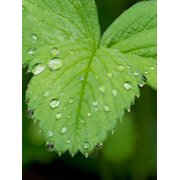 USA-Washington State Strawberry leaves with raindrops Poster Print - Jamie and Wild (24 x 36)