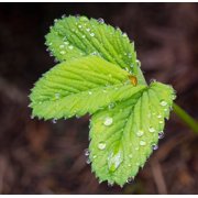 USA-Washington State Strawberry leaves with raindrops Poster Print - Jamie and Wild (26 x 24)