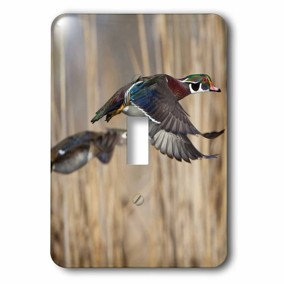 3dRose, USA, Washington State, Wood Duck, male, female, flight - US48 GLU0011 - Gary Luhm, single toggle switch