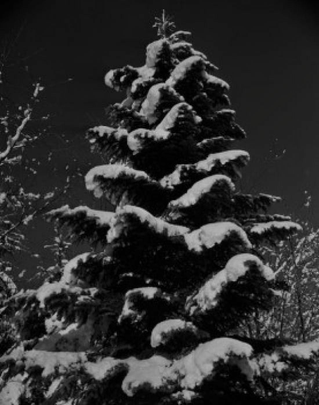 USA Washington State tree covered with snow Canvas Art - (18 x 24)
