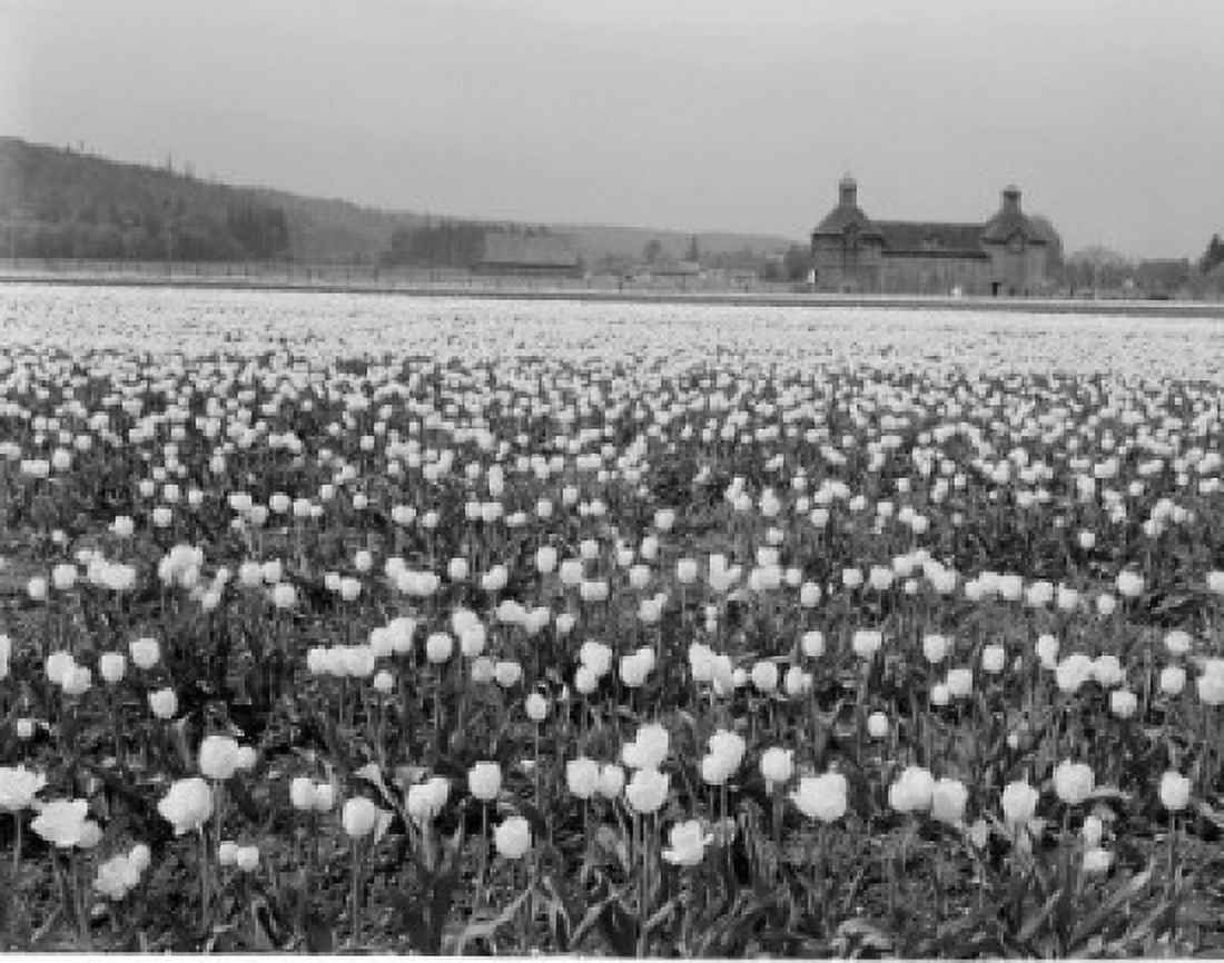 USA Washington Sumner tulips in bloom on large bulb farm Canvas Art -  (24 x 36)