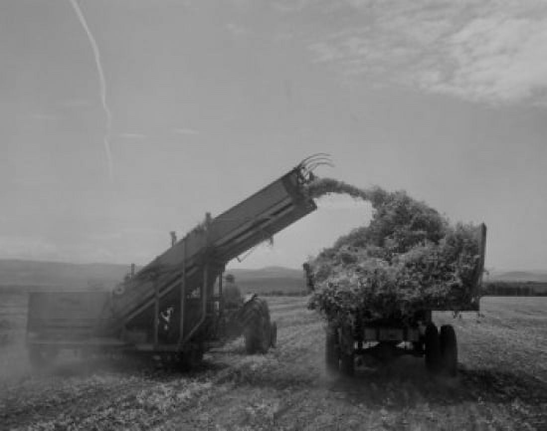 USA Washington Walla Walla harvesting peas Canvas Art - (24 x 36)