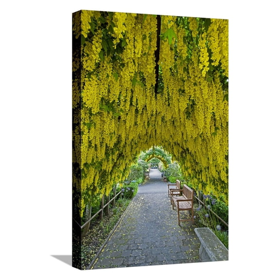Art.com USA, Whidbey Island, Langley. Golden Chain Tree on a Metal Frame Stretched Canvas Print Wall Art by Richard Duval, 12" x 18"