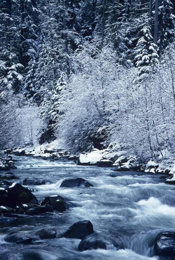 USA Willamette National Forest Oregon Salt Creek with Snowy Trees Canvas Art - Greg Vaughn Design Pics (11 x 17)