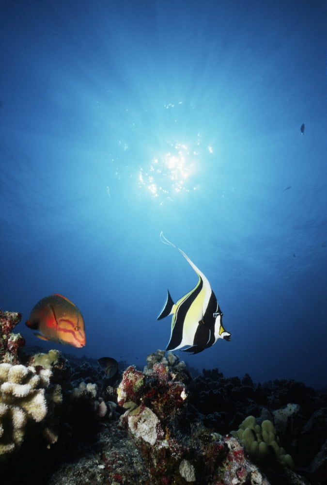 USA With Sunburst Hawaii Tropical Fish On Reef Canvas Art - Ed Robinson Design Pics (22 x 34)