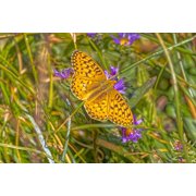 USA-Wyoming-Laramie Zerene fritillary close-up Poster Print - Jaynes Gallery 36 x 24