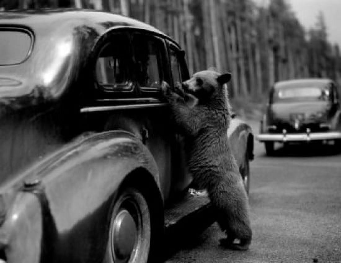 USA Wyoming Yellowstone National Park Small bear begging for food at car of passing tourist Canvas Art - (24 x 36)