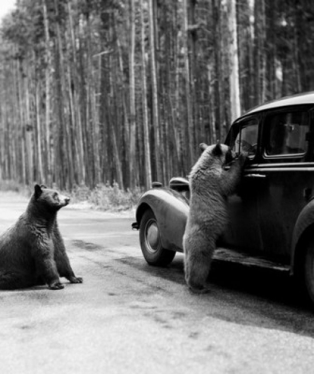 USA Wyoming Yellowstone National Park Small bear begging for food at car of passing tourist while another one is watching Canvas Art - (24 x 36)