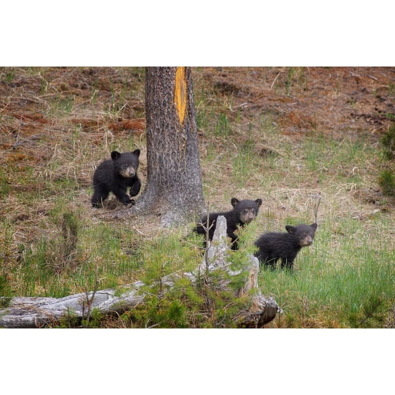 USA, Wyoming, Yellowstone National Park Three black bear cubs and pine tree Credit as: Don Grall / Jaynes Gallery Poster Print by Jaynes Gallery (24 x 18) # US51BJY0303