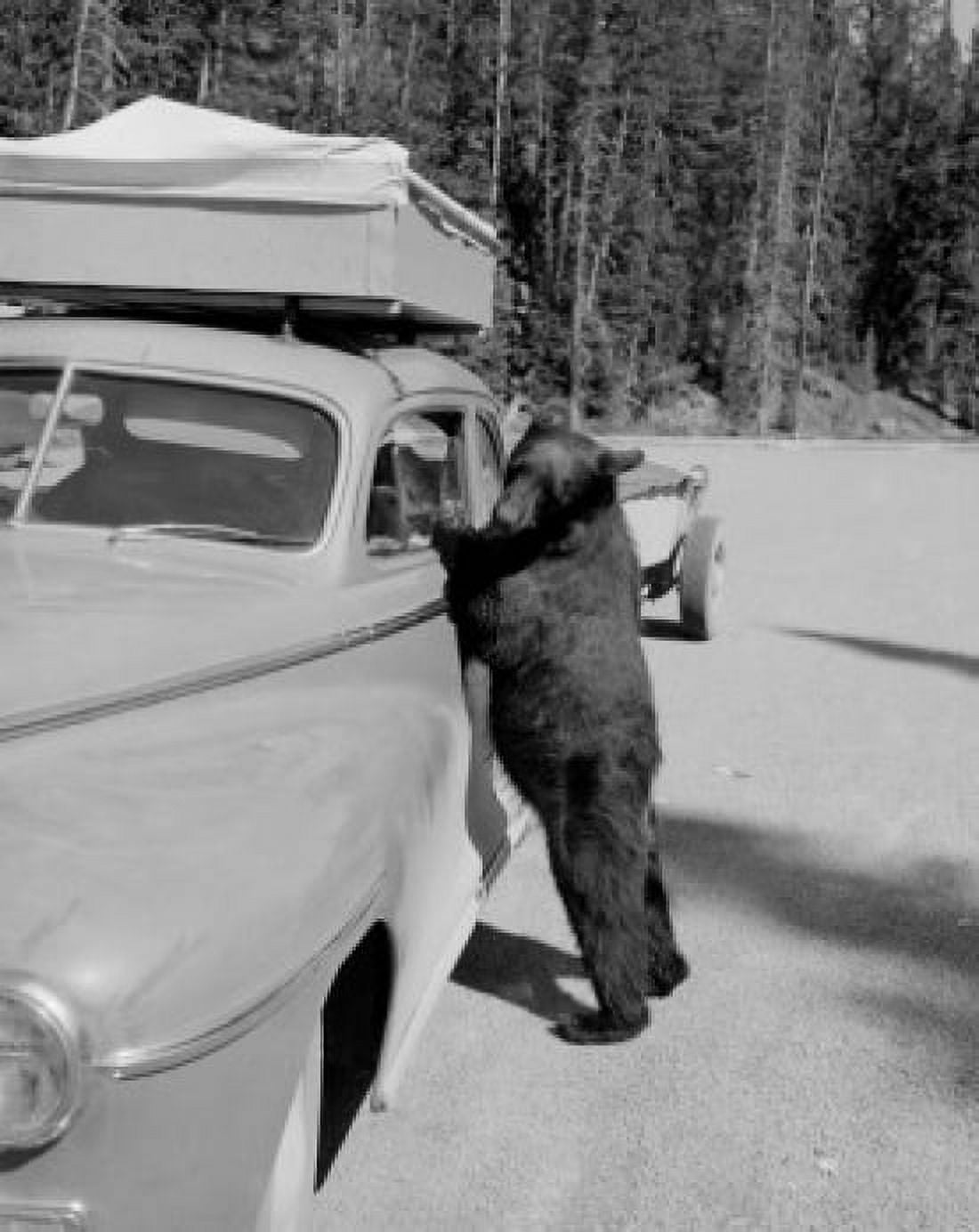 USA Wyoming Yellowstone National Park bear leaning on car Canvas Art - (18 x 24)