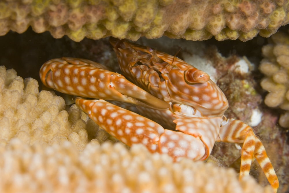 USA Yellow Spotted Guard Crab (Trapezia Flavopunctata) in Antler Coral (Pocillopora Eydouxi) Hawaii Canvas Art - Dave Fleetham Design Pics (34 x 22)