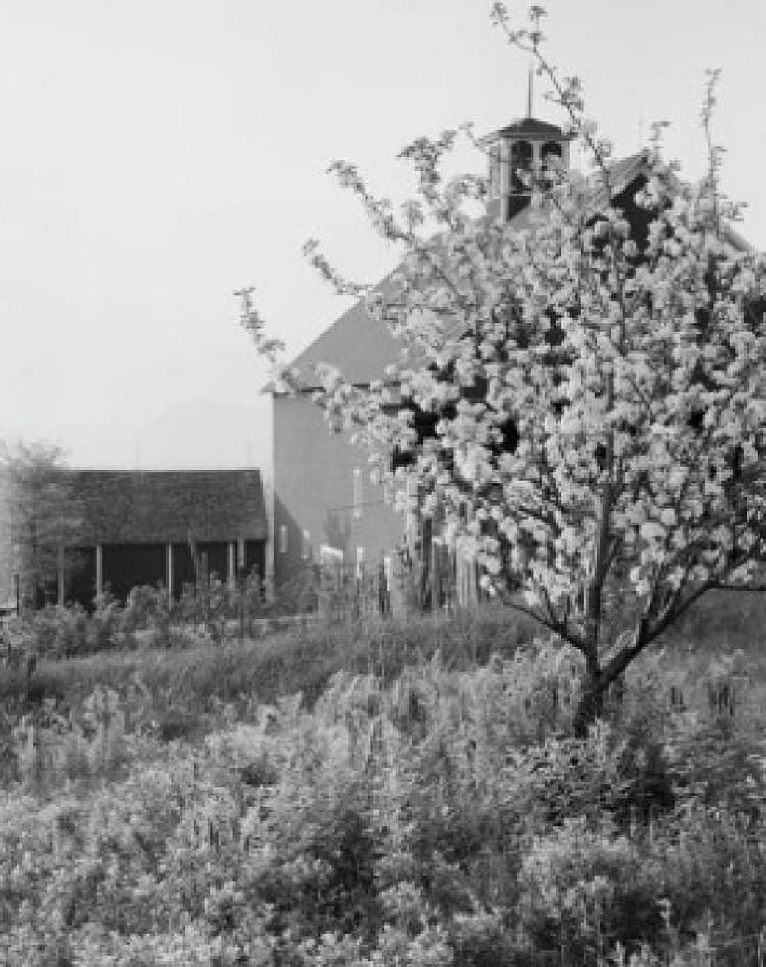 USA apple tree in bloom barn in background Canvas Art - (18 x 24)