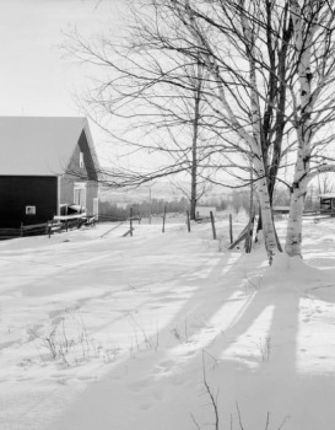 USA birch trees and shadows with barn Canvas Art - (24 x 36)