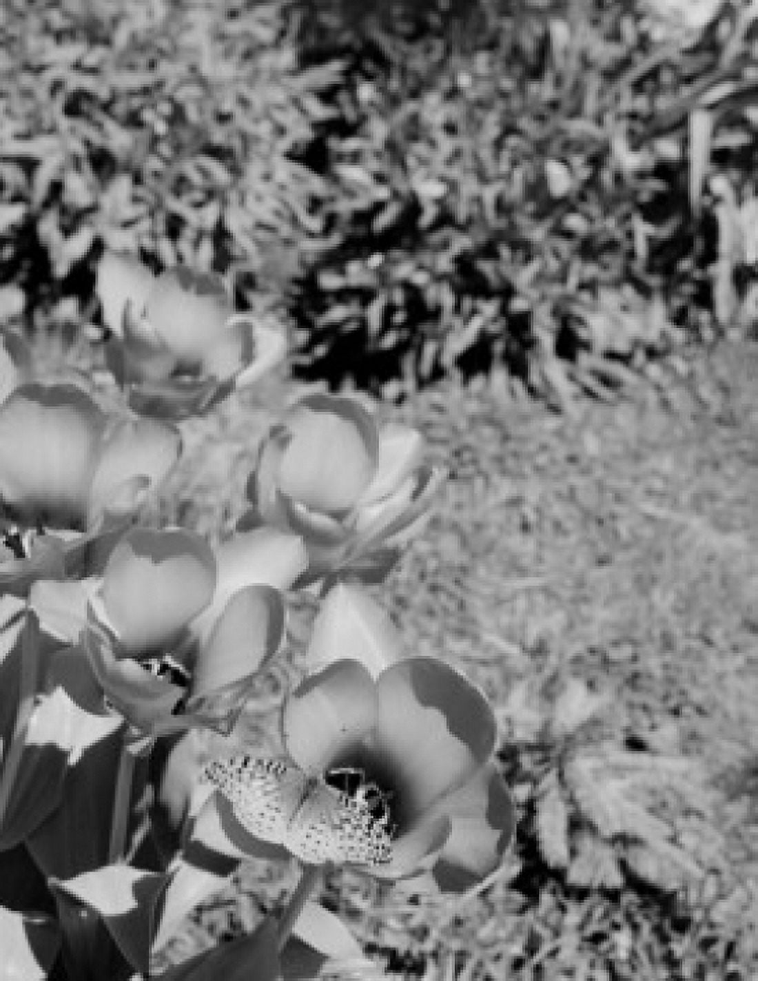 USA close-up of tulips with butterfly Canvas Art - (24 x 36)