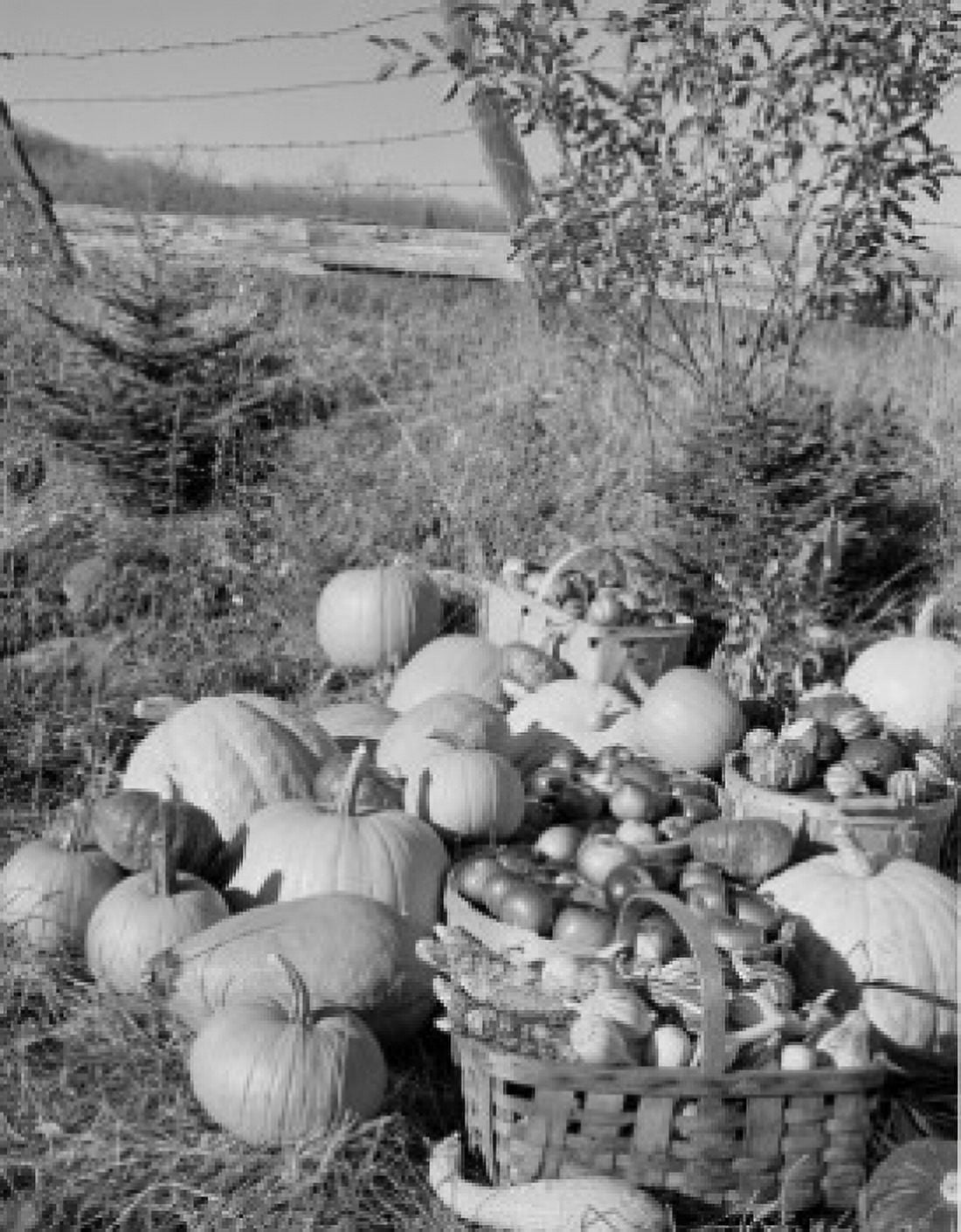 USA harvested pumpkins and apples on grass Canvas Art - (18 x 24)
