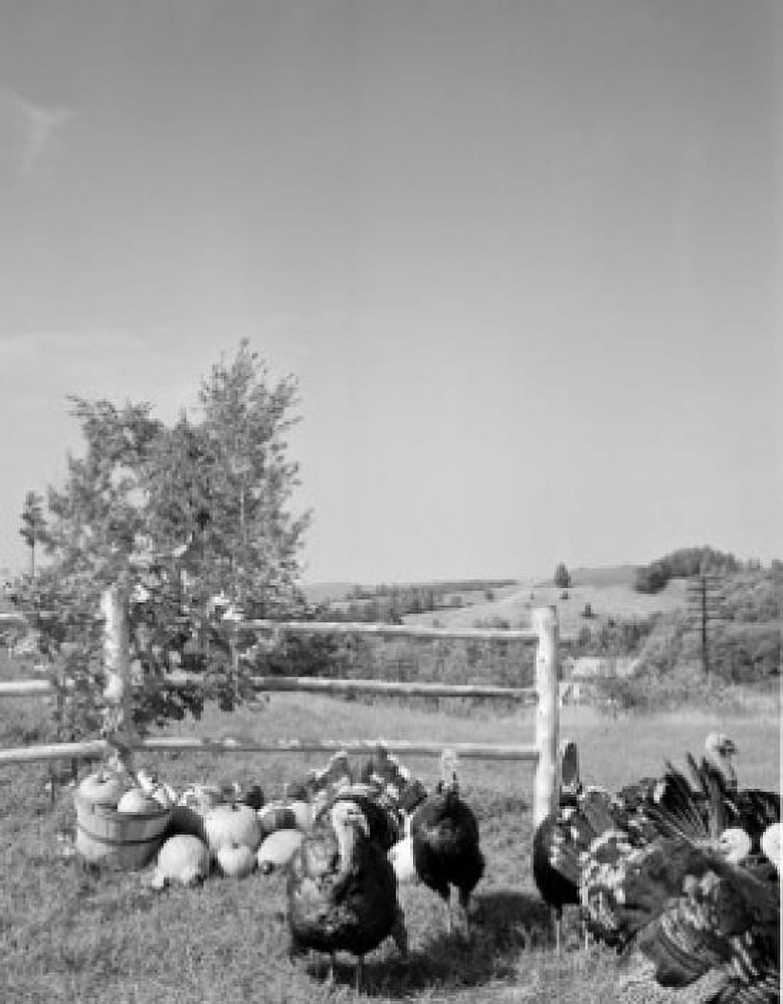 USA harvested pumpkins and turkeys in field Canvas Art - (18 x 24)
