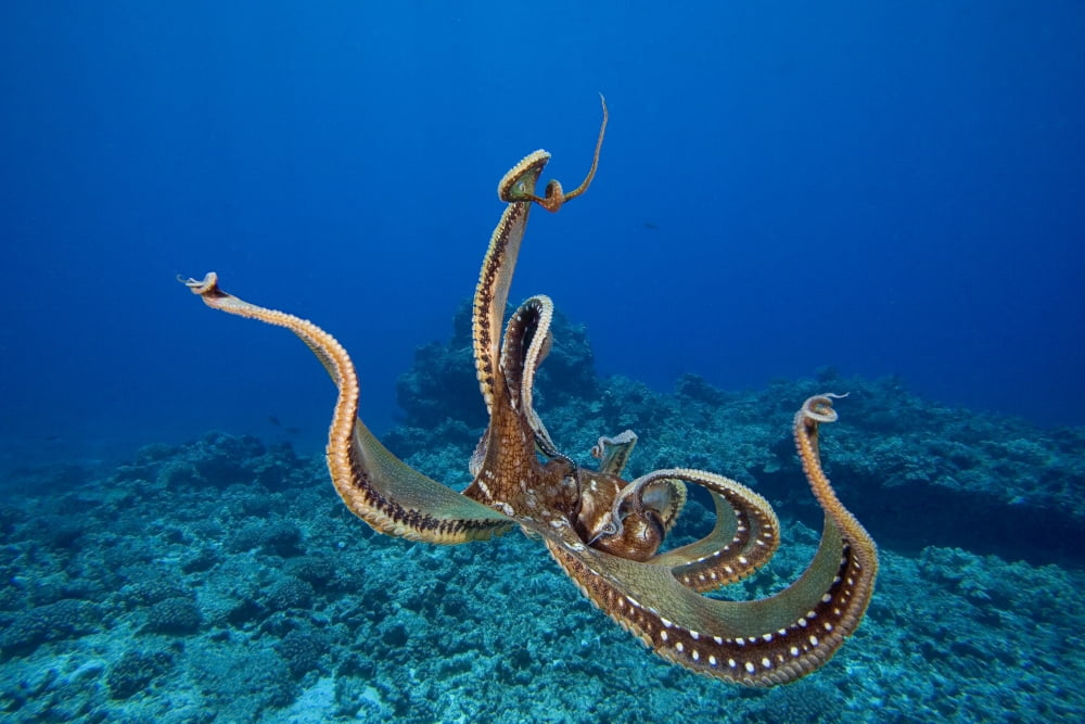 USA tentacles outstretched over reef Hawaii Day Octopus (Octopus Cyanea) Canvas Art - Dave Fleetham Design Pics (17 x 11)