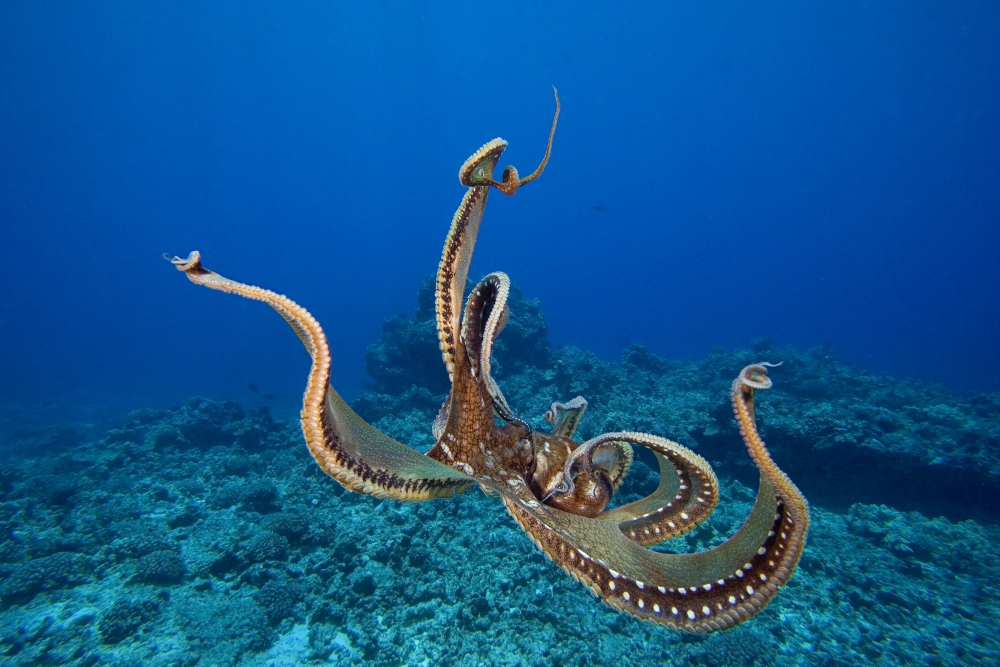 USA tentacles outstretched over reef Hawaii Day Octopus (Octopus Cyanea) Canvas Art - Dave Fleetham Design Pics (34 x 22)
