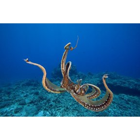 USA tentacles outstretched over reef Hawaii Day Octopus (Octopus Cyanea) Canvas Art - Dave Fleetham Design Pics (34 x 22)