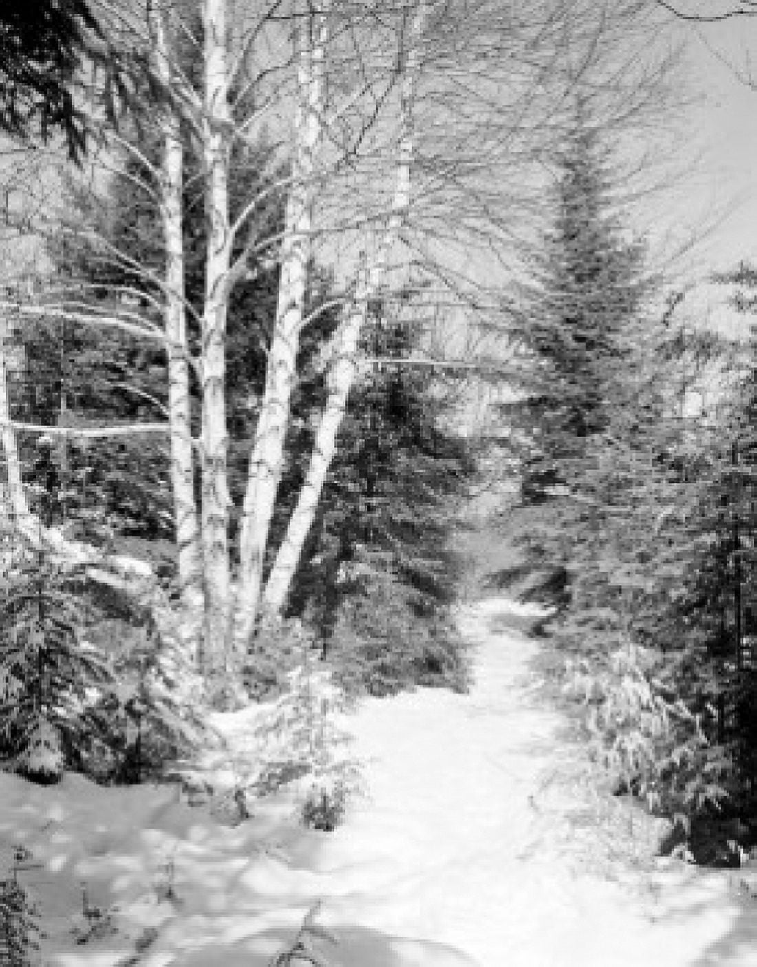 USA trail through woods with group of large birches Canvas Art - (18 x 24)