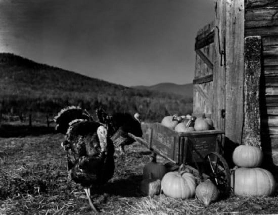 USA turkeys with wheelbarrow and pumpkins Canvas Art - (18 x 24)