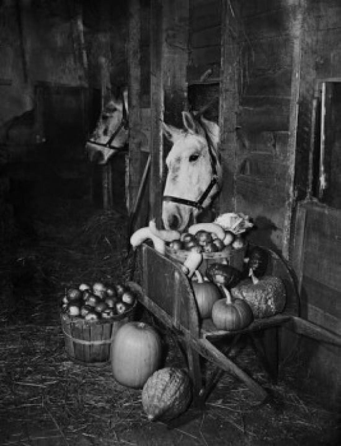 USA vegetables and apples in wheelbarrow in barn interior with horses Canvas Art - (18 x 24)