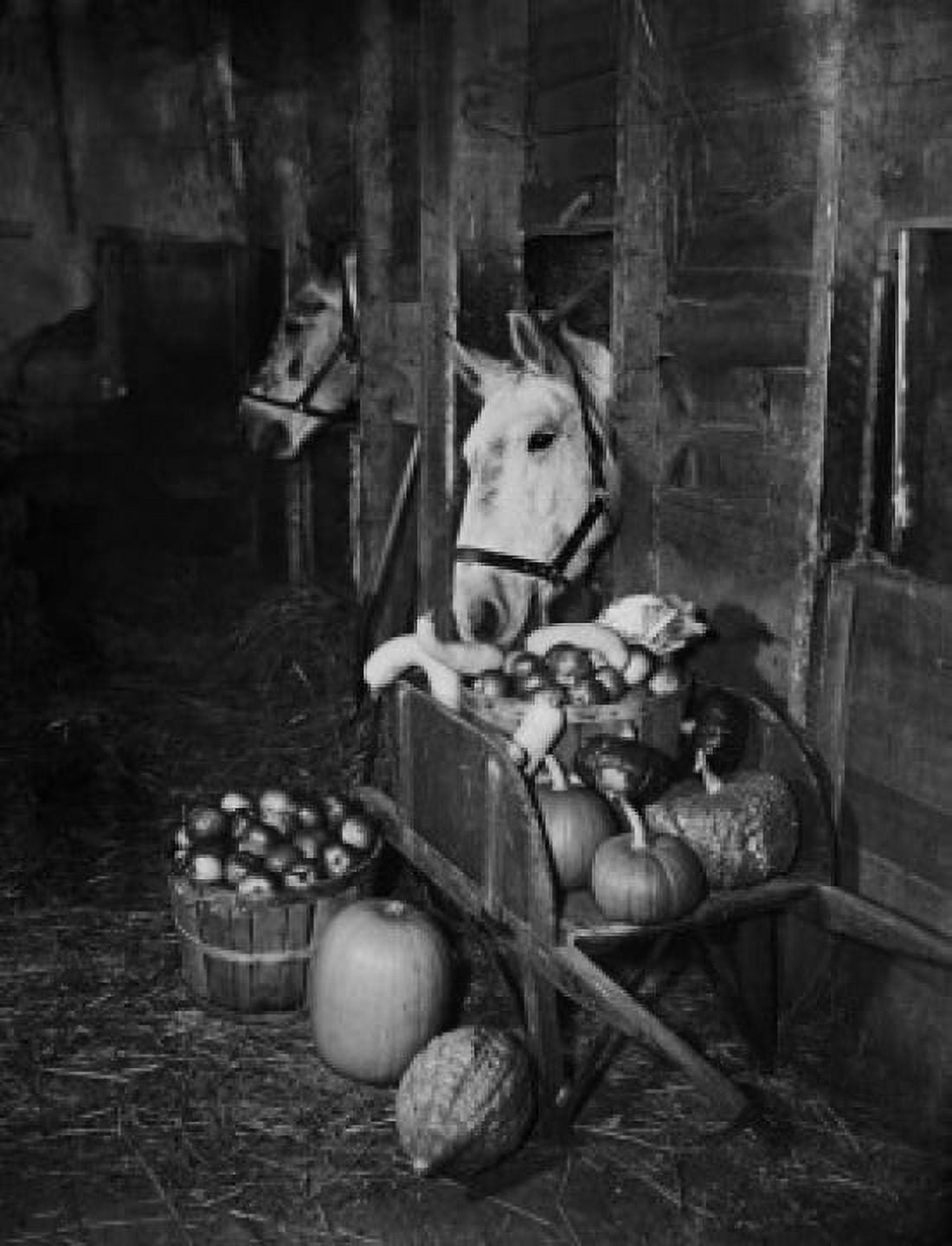USA vegetables and apples in wheelbarrow in barn interior with horses Canvas Art - (24 x 36)