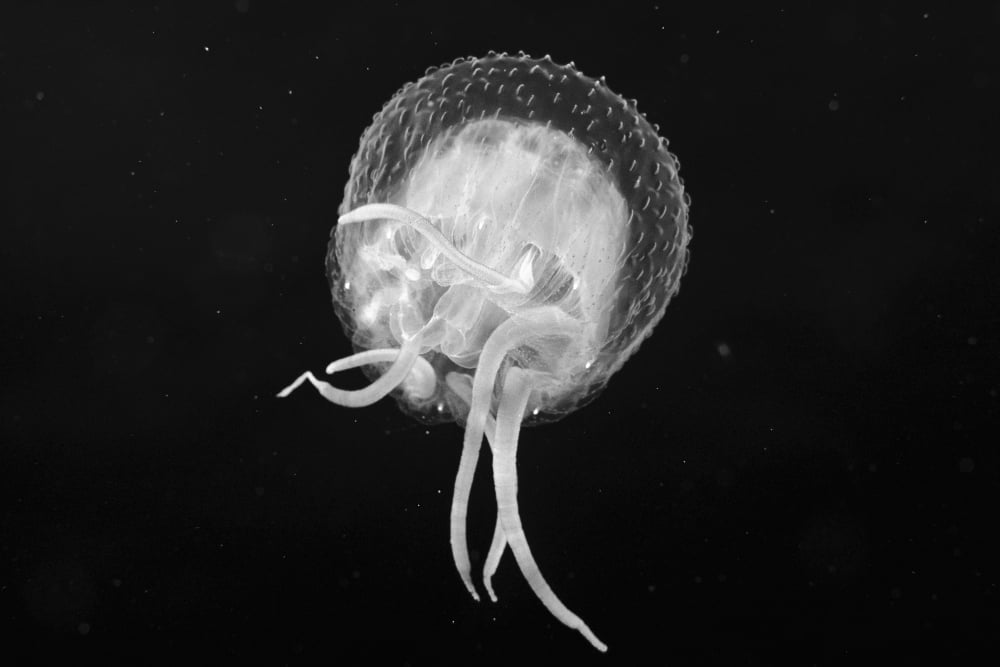USA view from below Hawaii Jellyfish floating in Pacific Ocean Canvas Art - Dave Fleetham Design Pics (36 x 24)
