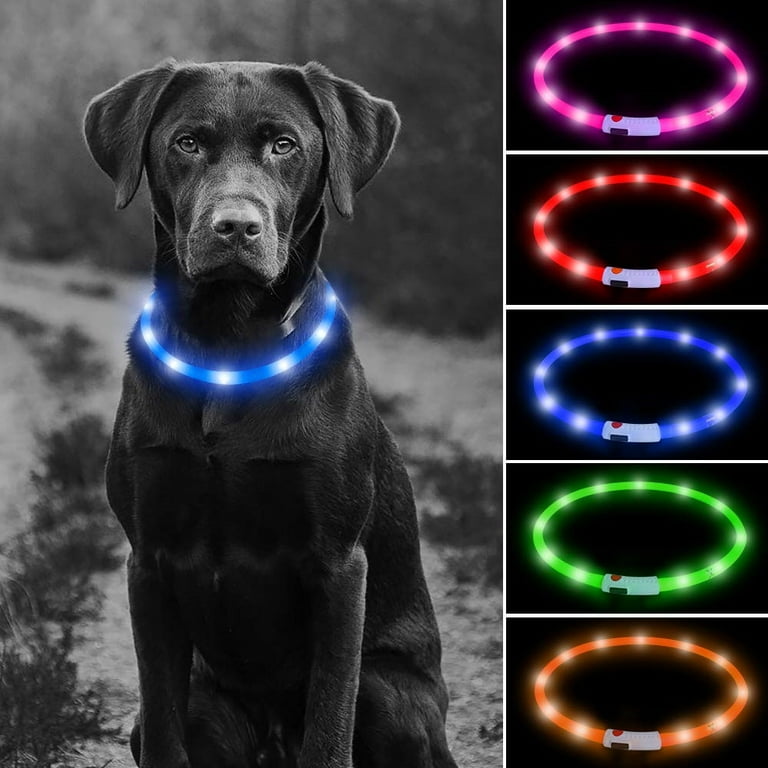 Bright dog collars online
