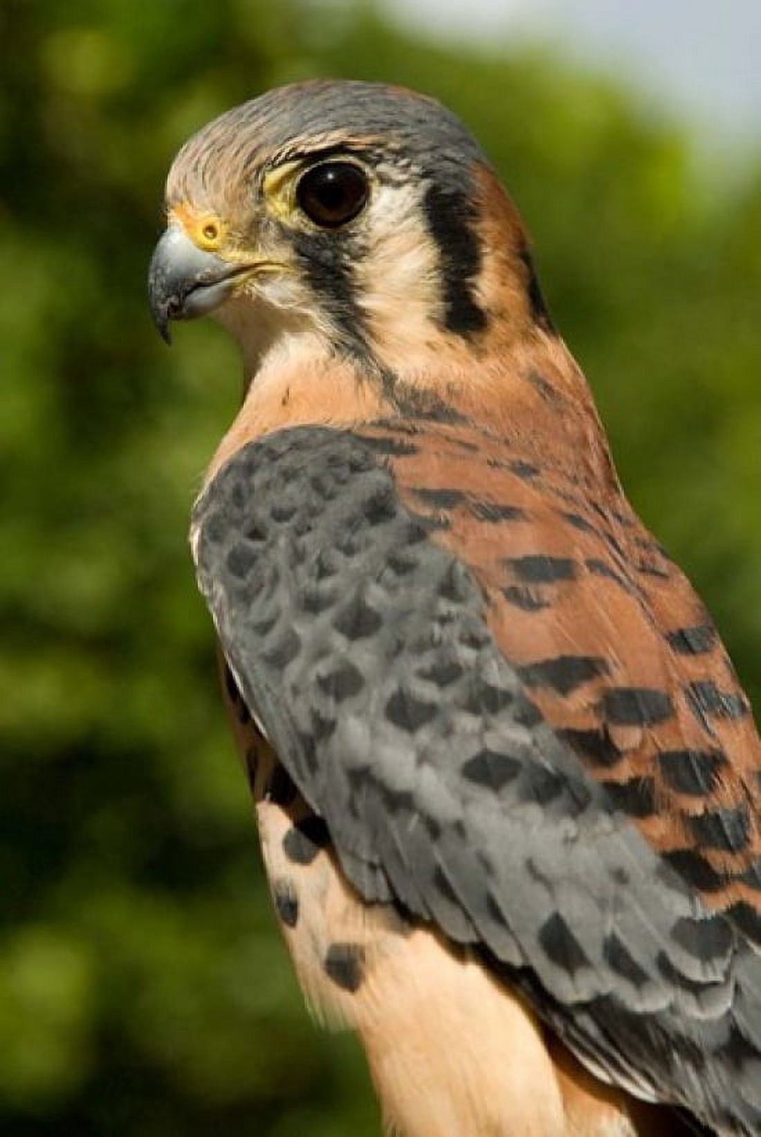USVI St Croix Rescued American kestrel bird Canvas Art - Alison Jones DanitaDelimont (24 x 36)