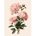 thumbnail image 1 of UXIEQU Pink Peony Floral Canvas Wall Print 15.75x11.81 Inches, 1 of 8