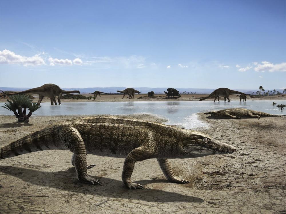 Uberabasuchus terrificus in an arid climate Canvas Art - Rodolfo NogueiraStocktrek Images (17 x 13)