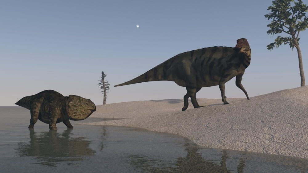 Udanoceratops and Shuangmiaosaurus roaming the shoreline Canvas Art - Kostyantyn IvanyshenStocktrek Images (19 x 11)
