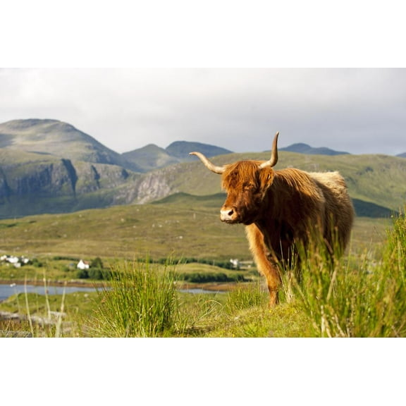 Uk, Scotland, Outer Hebrides, Harris Highland Cow in the Wild, Aline Estate, Animals Scenic Unframed Photographic Print Wall Art by John Warburtonlee Sold by ArtCom