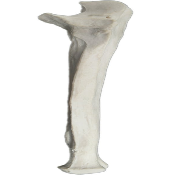 Ulna Bone Model - Left - Anatomically Accurate Human Ulnar Bone Replica - Eisco