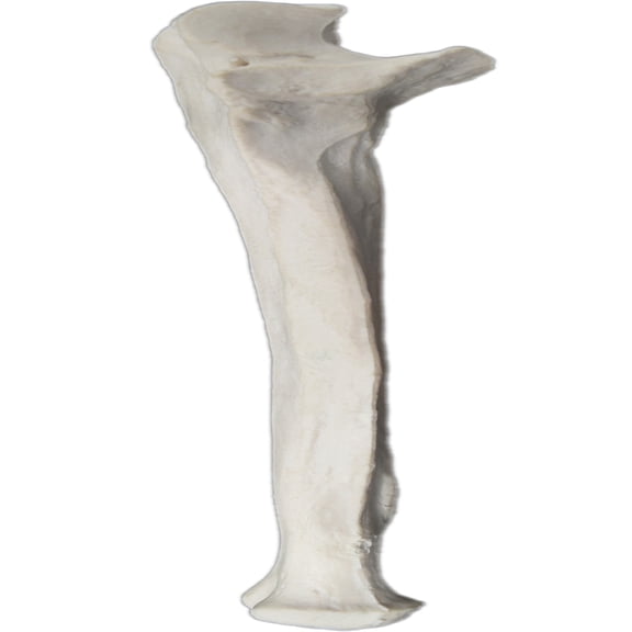 Ulna Bone Model - Right - Anatomically Accurate Human Ulnar Bone Replica - Eisco